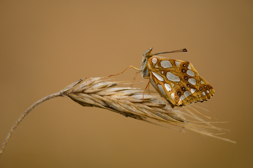 Queen of Spain Fritillary, Zeddam, Nederland, photo 7 of 10