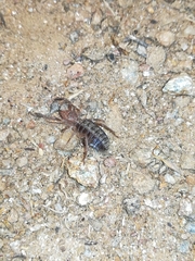 Gluvia dorsalis