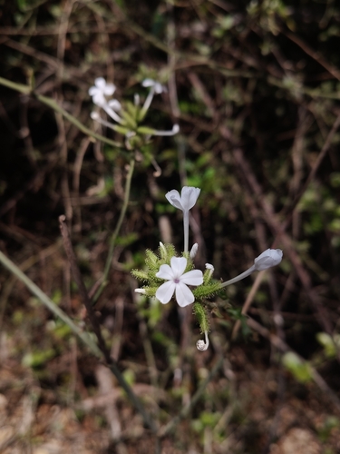 wild leadwort