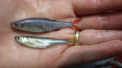 Lythrurus umbratilis