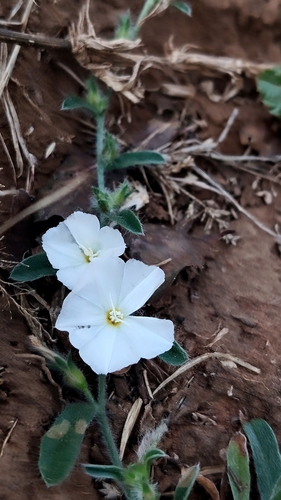 Evolvulus prostratus