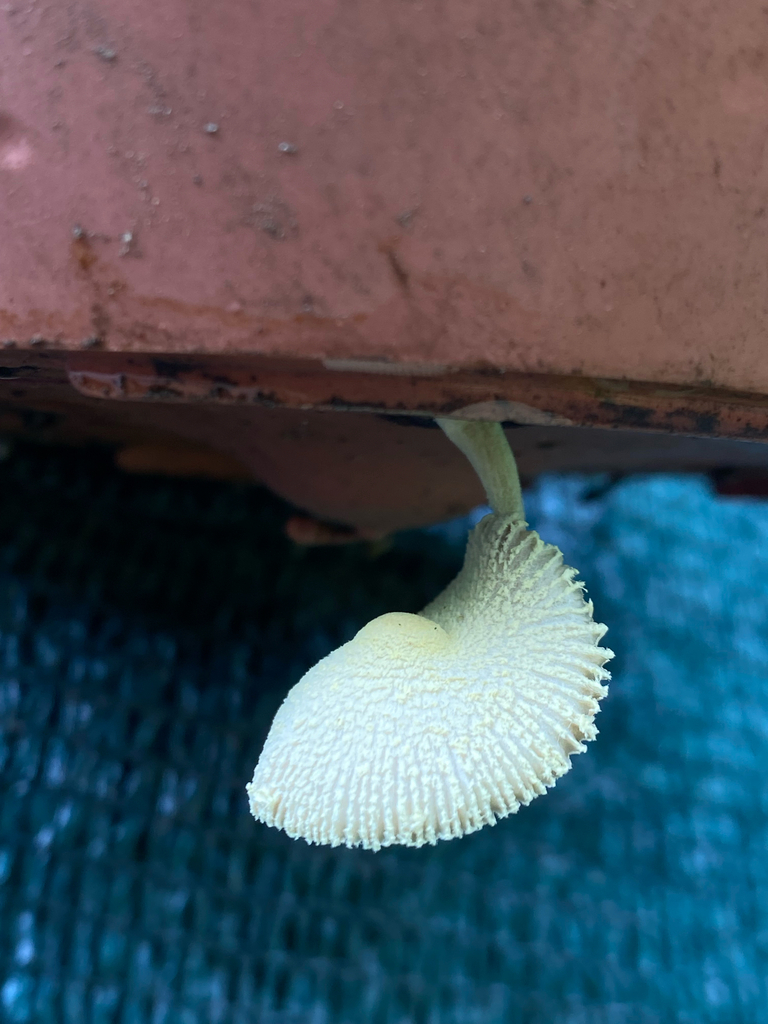 Leucocoprinus birnbaumii · March 2025 · photo: © tutitah (iNaturalist, cc0)