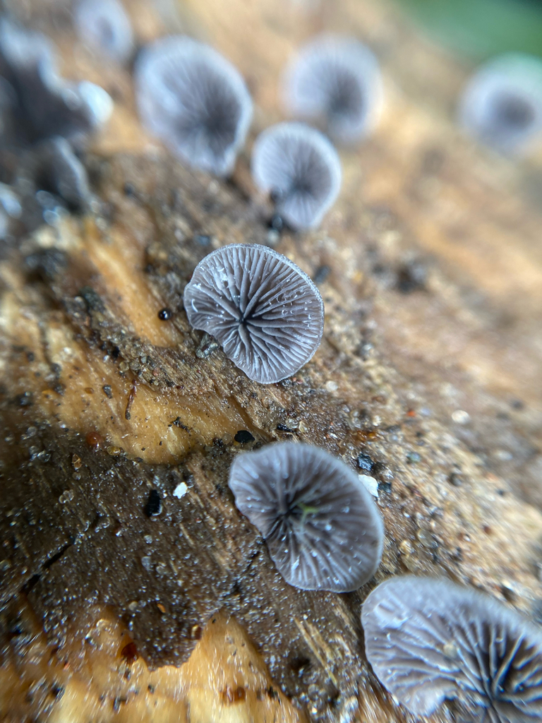 Resupinatus applicatus · March 2025 · photo: © tutitah (iNaturalist, cc0)