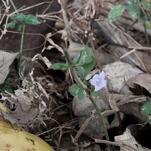 Prostrate Wild Petunia
