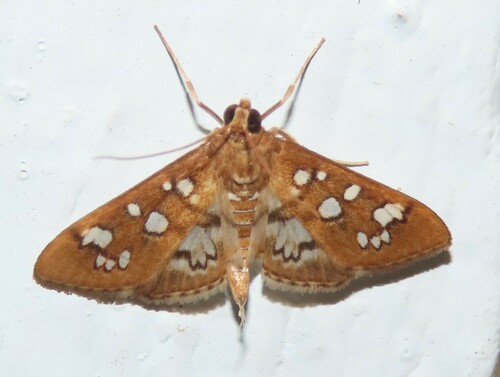 Media Moth photo 2