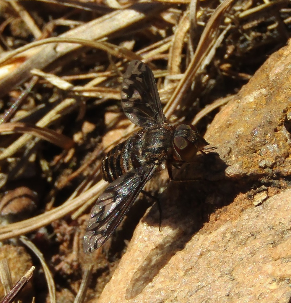 Heteralonia angulata