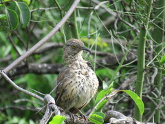 Toxostoma cinereum