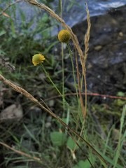 Helenium puberulum