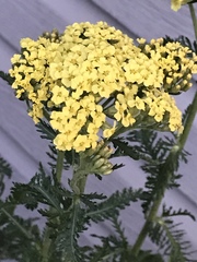 Achillea filipendulina