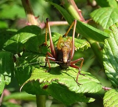 Zeuneriana abbreviata