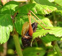 Zeuneriana abbreviata