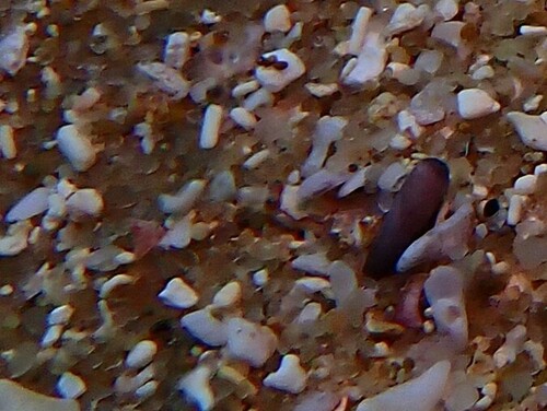 Limnichthys fasciatus observed 2025-03-03