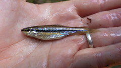 Notropis atrocaudalis
