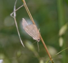 Protodeltote albidula