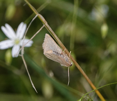 Protodeltote albidula