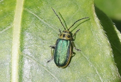 Trirhabda flavolimbata