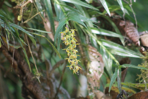 Epidendrum acuminatum Ruiz & Pav. 2