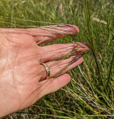 Stipa pulchra