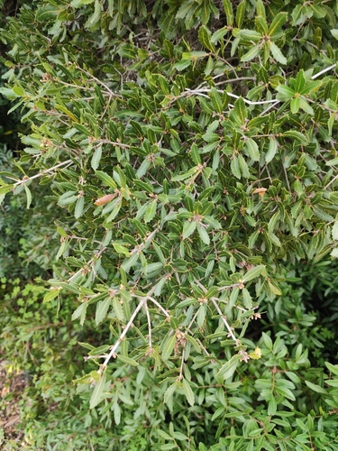 Image of Quercus pseudococcifera by (c) Vasco Henrique Oliveira Fonseca, some rights reserved (CC BY)