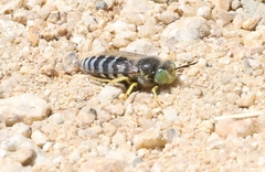 Bembix americana comata