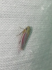 Apogonalia fraterna