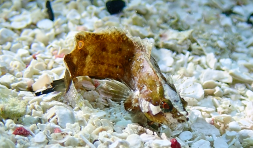 Blackfin blenny (Paraclinus nigripinnis) — Labrisomidae