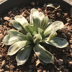 Haworthia cooperi