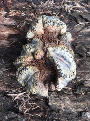 Banksia nutans