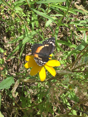 Chlosyne lacinia crocale