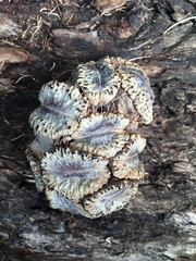 Banksia nutans