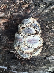 Banksia nutans