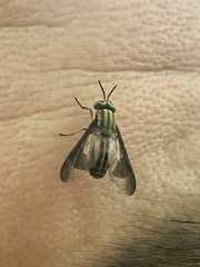 Chrysops geminatus