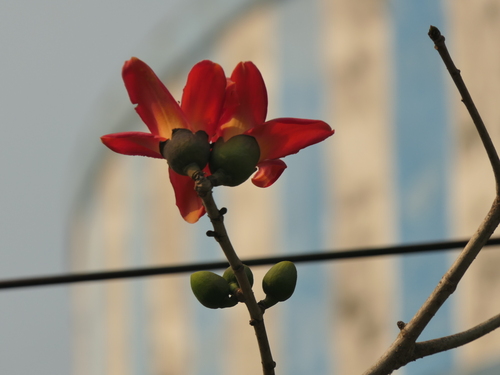 Image of Bombax ceiba by (c) Sagnik Dutta Roy, some rights reserved (CC BY)