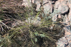 Muhlenbergia cuspidata
