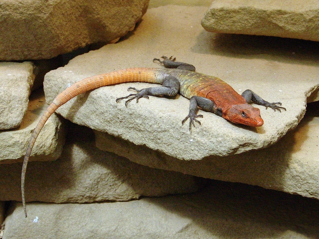 Emperor Flat Lizard