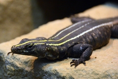 Emperor Flat Lizard photo 2
