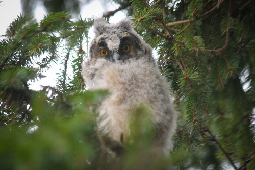 Hibou moyen-duc, jeune