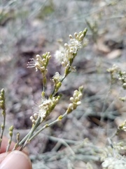 Eriogonum wrightii trachygonum
