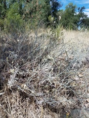 Eriogonum wrightii trachygonum