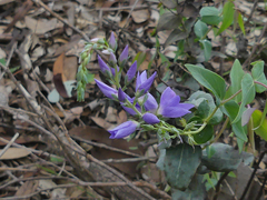 Veronica perfoliata