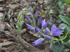 Veronica perfoliata