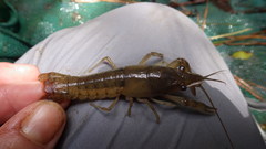 Procambarus nechesae