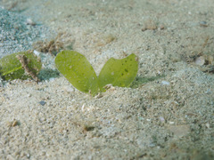 Halophila ovalis
