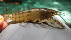 Procambarus nechesae