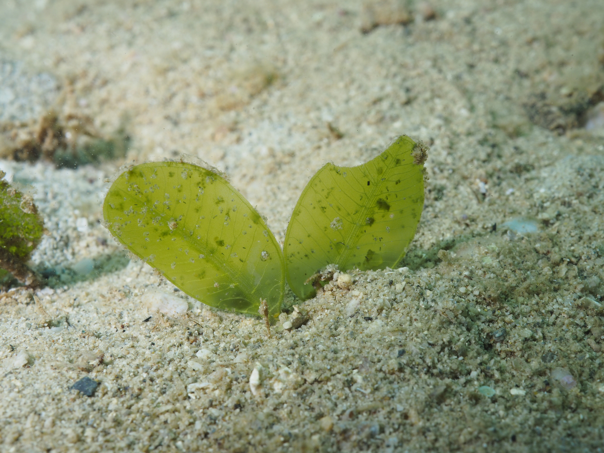 Halophila ovalis (Halophila ovalis)