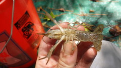 Procambarus nechesae