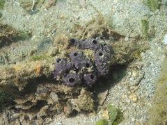 Chelonaplysilla violacea