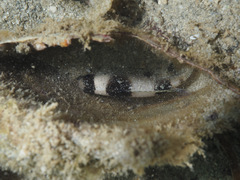 Amblypomacentrus breviceps
