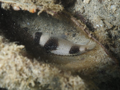 Amblypomacentrus breviceps