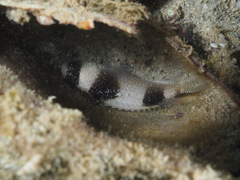 Amblypomacentrus breviceps